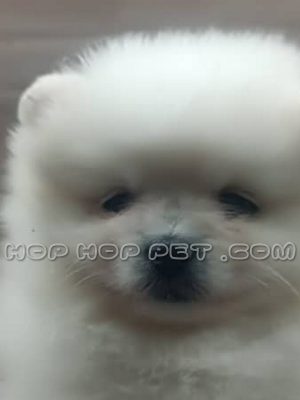 توله سگ پامرانین عروسکی ماده یک ماهه سفید