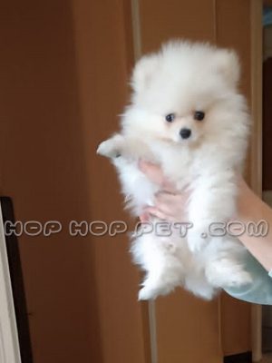 توله سگ پامرانین مینیاتوری سفید دو ماهه ماده