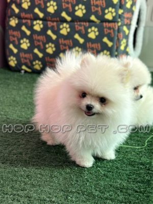 توله سگ پامرانین نر نباتی دو ماهه