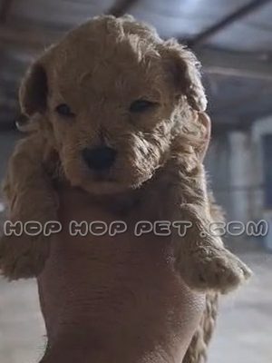 توله سگ پودل عروسکی دارچینی یک ماهه نر