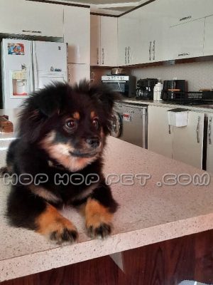 توله سگ ژرمن شپرد نر دو ماهه