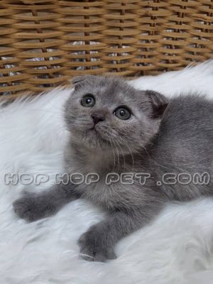 توله گربه اسکاتیش خاکستری نر دو ماهه