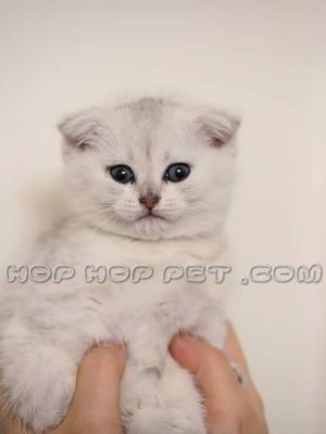 توله گربه اسکاتیش سفید ماده دو ماهه