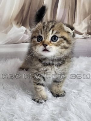 توله گربه اسکاتیش نر دو ماهه راه راه طوسی و کاراملی