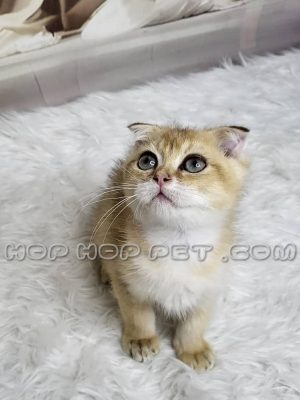 توله گربه اسکاتیش کاراملی ماده دو ماهه