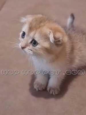 توله گربه اسکاتیش کاراملی نر دو ماهه