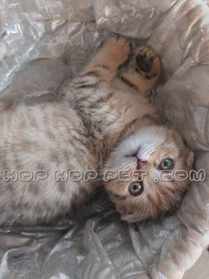 اسکاتیش فولد نارنجی یک و نیم ماهه اصیل