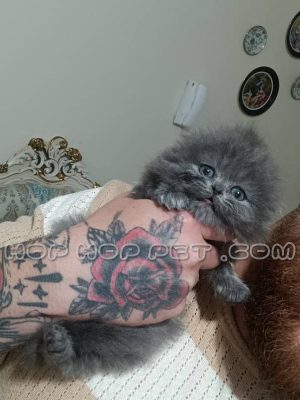 اسکاتیش لانگ هیر تریپل فولد ماده ۵۵ روزه