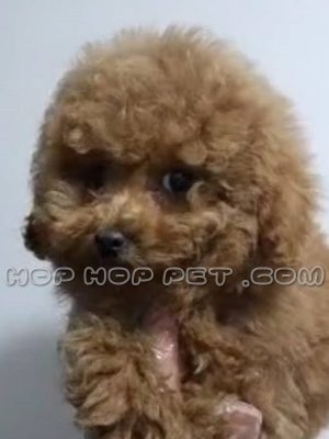 توله سگ توی پودل فندقی یک ماهه