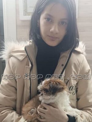 توله سگ توی پودل ماده چند رنگ دو ماهه