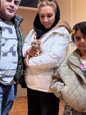 توله سگ توی پودل نر یک ماهه گردویی