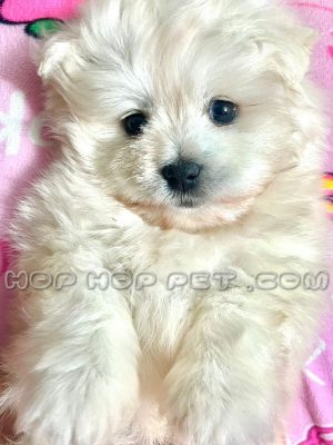 توله سگ مالتیز سفید ۴۵ روزه