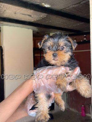 توله سگ مالتیز قهوه ای سیاه دو ماهه