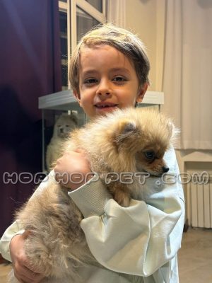 توله سگ پامر روباهی نارنجی نر سه ماهه