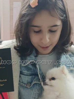 توله سگ پامر عروسکی ماده سفید شکری دو ماهه