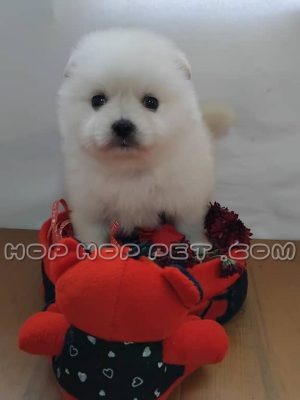 توله سگ پامر ماده سفید برفی ۴۵ روزه