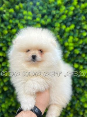 توله سگ پامر مینیاتوری شیری یک و نیم ماهه