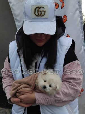 توله سگ پامر یک و نیم ماهه نباتی