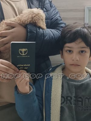 توله سگ پودل نر کاراملی دو ماهه