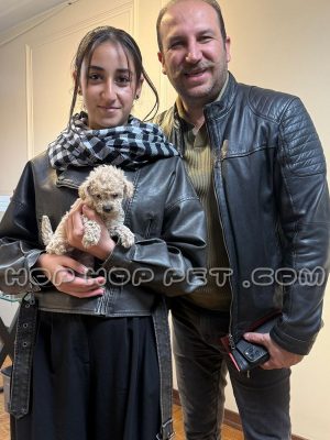 توله سگ پودل کرم رنگ دو ماهه