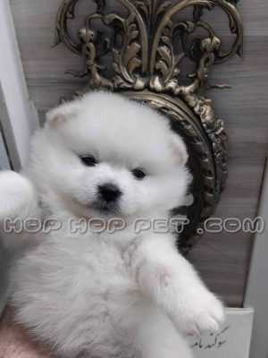 توله پامر خرسی سفید برفی یک ماهه