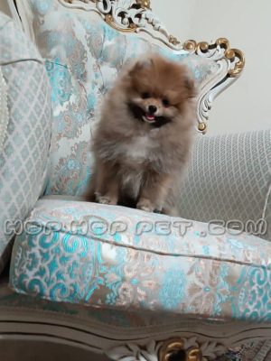 توله پامر روباهی بلوطی سه ماهه