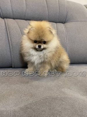 توله پامر روباهی نر حنایی ۵۰ روزه