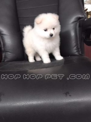 توله پامر شکری ماده ۵۰ روزه