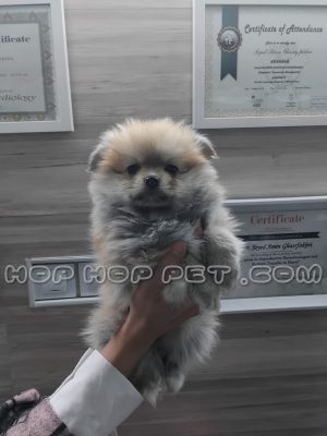 توله پامر عروسکی خاکستری هلویی ۴۰ روزه