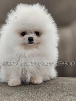 توله پامر مینیاتوری سفید نباتی یک و نیم ماهه