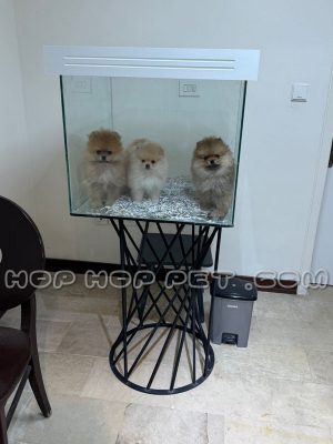 توله پامرهای روباهی نر و ماده سه ماهه