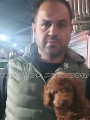 توی پودل شکلاتی سه ماهه نر