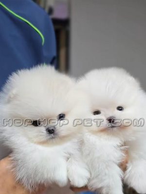 جفت توله پامر مینیاتوری سفید شیری یک ماهه