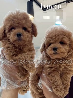 یک جفت توی پودل دارچینی دو ماهه