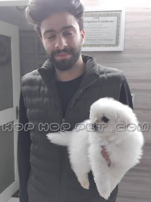 توله سگ پیکینیز سفید شش ماهه نر