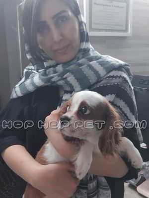 توله سگ کاوالیر سفید قهوه ای پنج ماهه نر