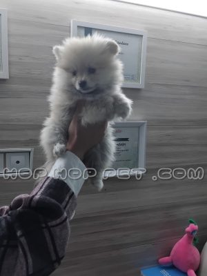 توله پامر خاکستری روشن یک و نیم ماهه