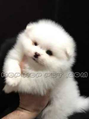 توله پامر خرسی سفید شیری ۴۰ روزه