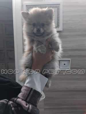 توله پامر روباهی خاکستری بلوطی پنجاه روزه