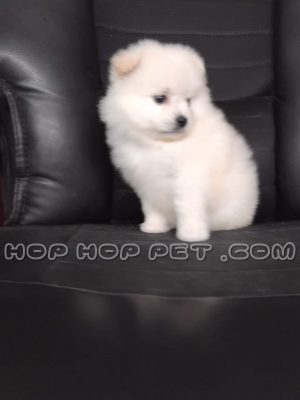 توله پامر سفید کرم ۴۵ روزه نر