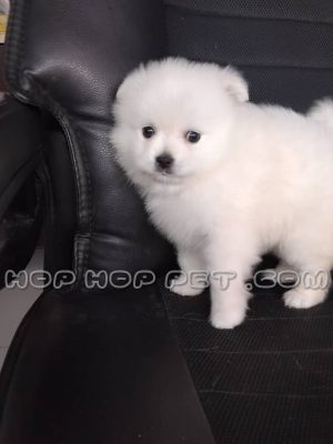 توله پامر سفید یخی دو ماهه ماده