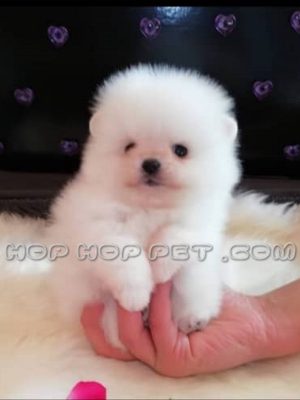 توله پامر عروسکی سفید برفی یک ماهه