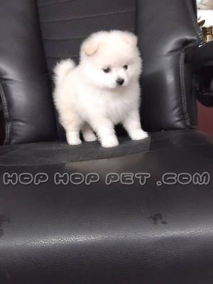 توله پامر مینیاتوری سفید هلویی یک و نیم ماهه