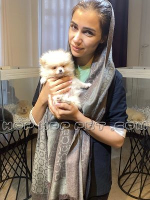 توله پامر مینیاتوری طلایی یک و نیم ماهه