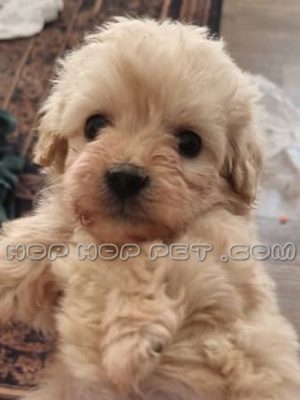 توله پودل نر دو ماهه نسکافه ای