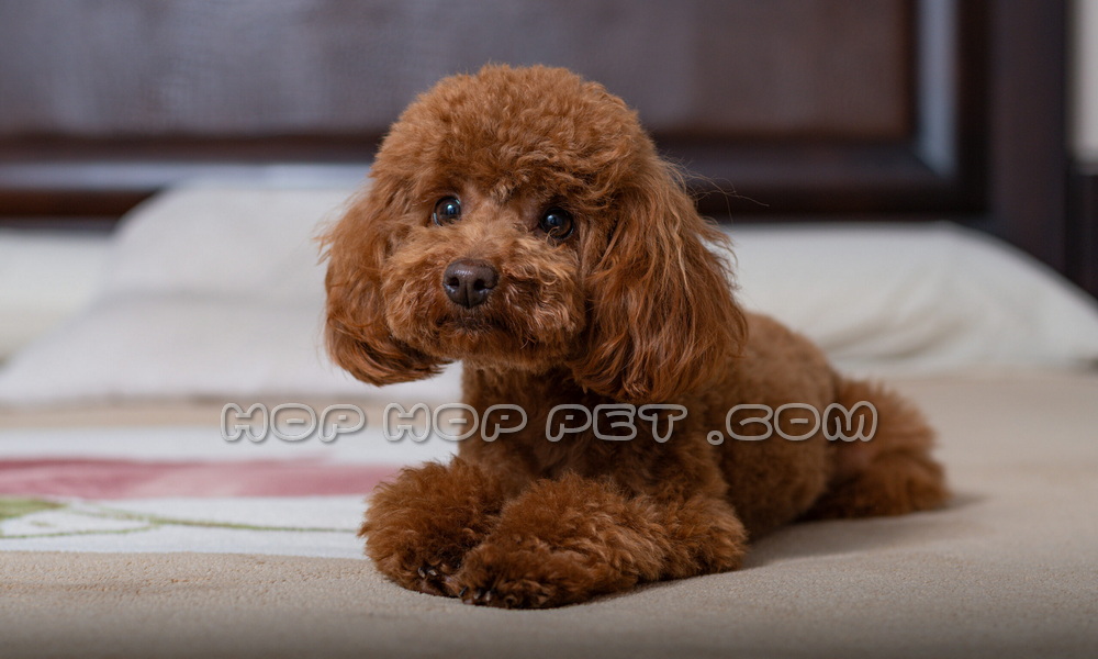 خرید و فروش سگ در لواسان