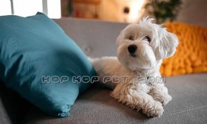 فروش سگ در فرمانیه