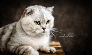 مرکز خرید گربه کامرانیه