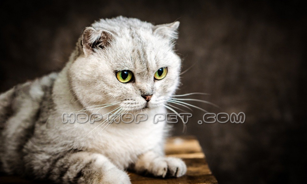 مرکز خرید گربه کامرانیه