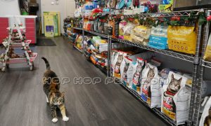 پت شاپ در آجودانیه